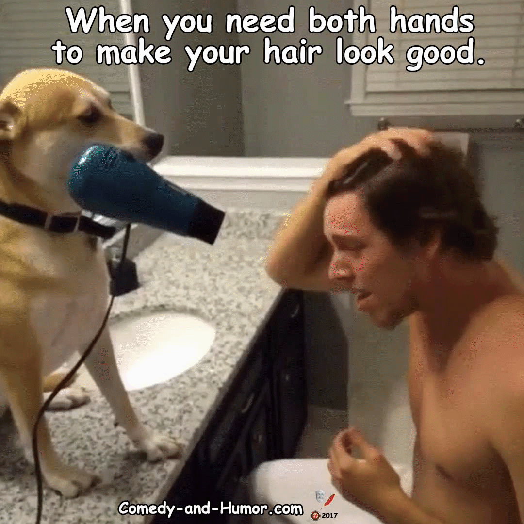 dog holding hair dryer for man