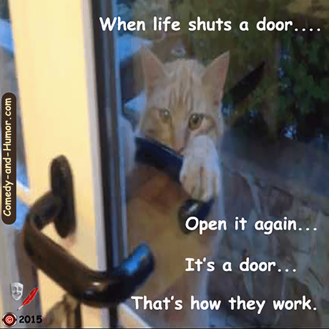 cat opening door