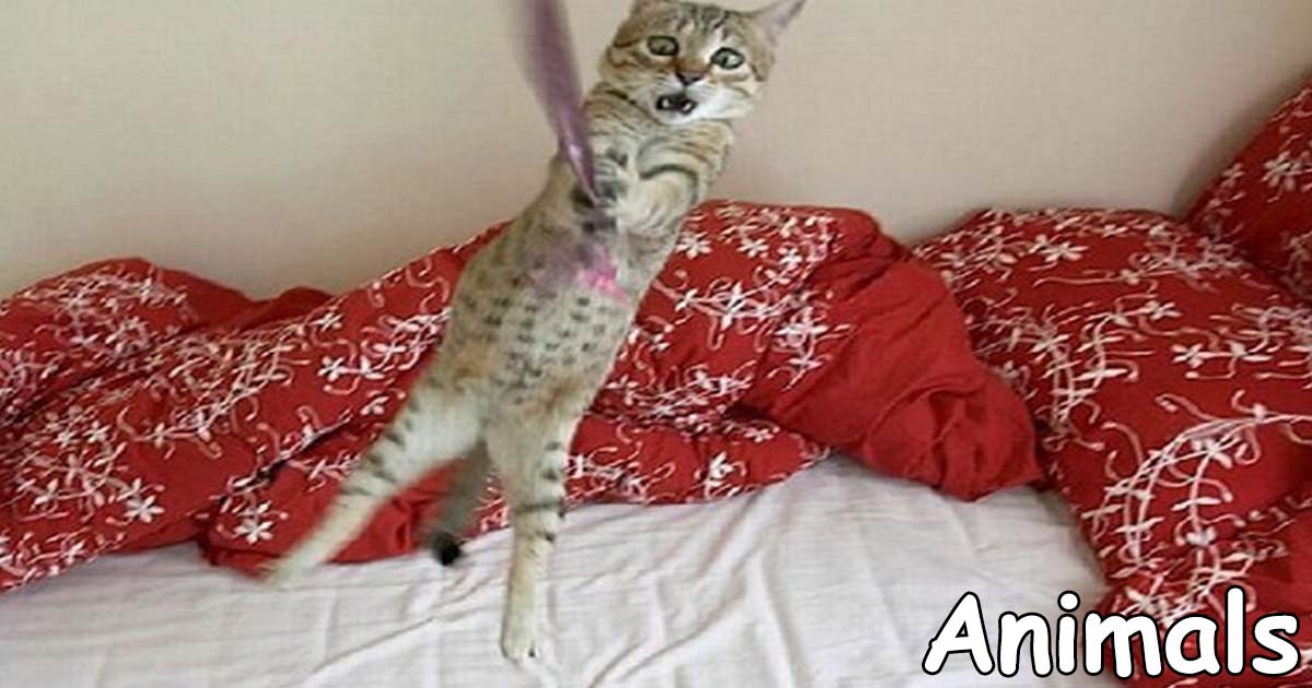 cat swinging from rope