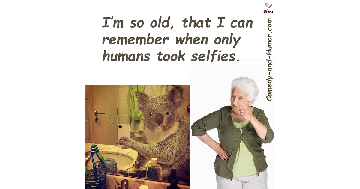 Koala taking a selfy