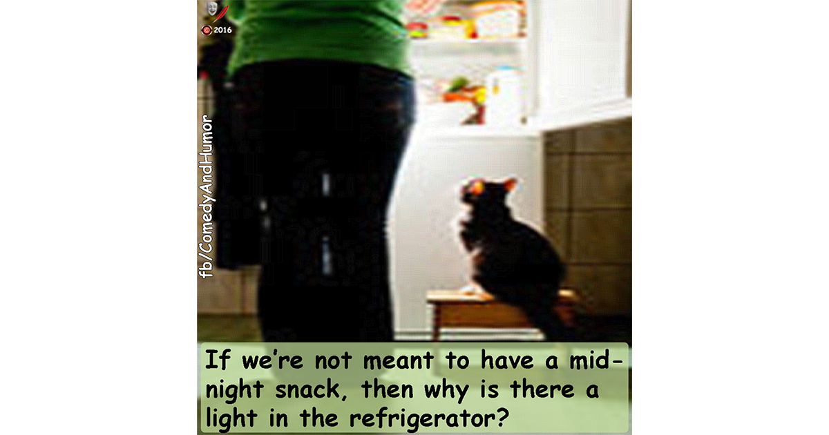 cat sitting at the refrigerator