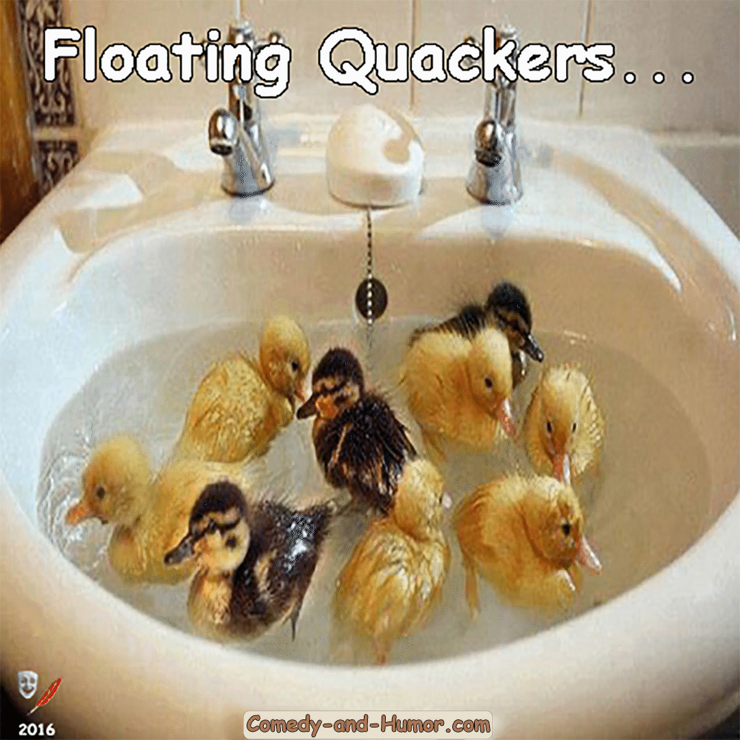 ducks in sink